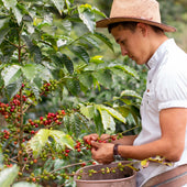Nuvia Coffee: O călătorie către cea mai pură esență ale culturilor braziliene